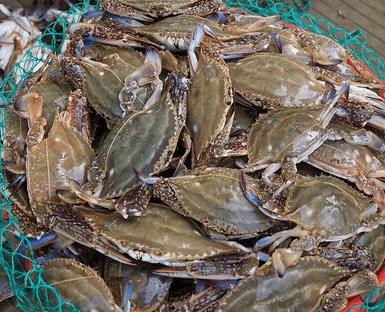 满黄超大梭子蟹又来了!40元一斤,凤城送货上门啦._大螃蟹