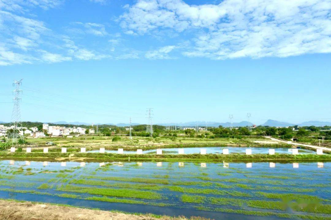 11月10日,桂平市石咀镇旺龙村广西某农业投资有限公司稻虾综合种养