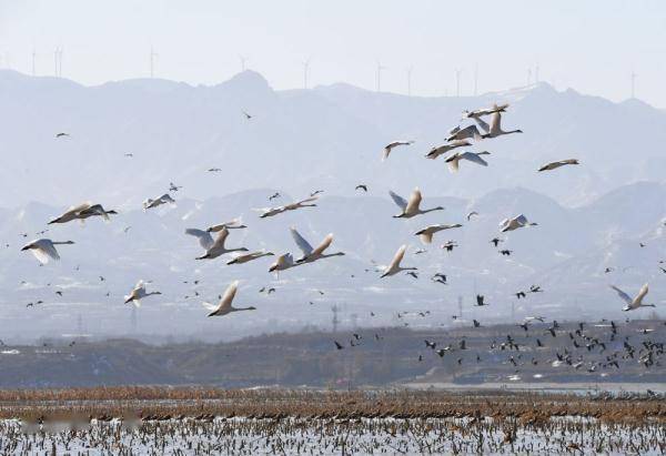 河北怀来：湿地公园候鸟翔集