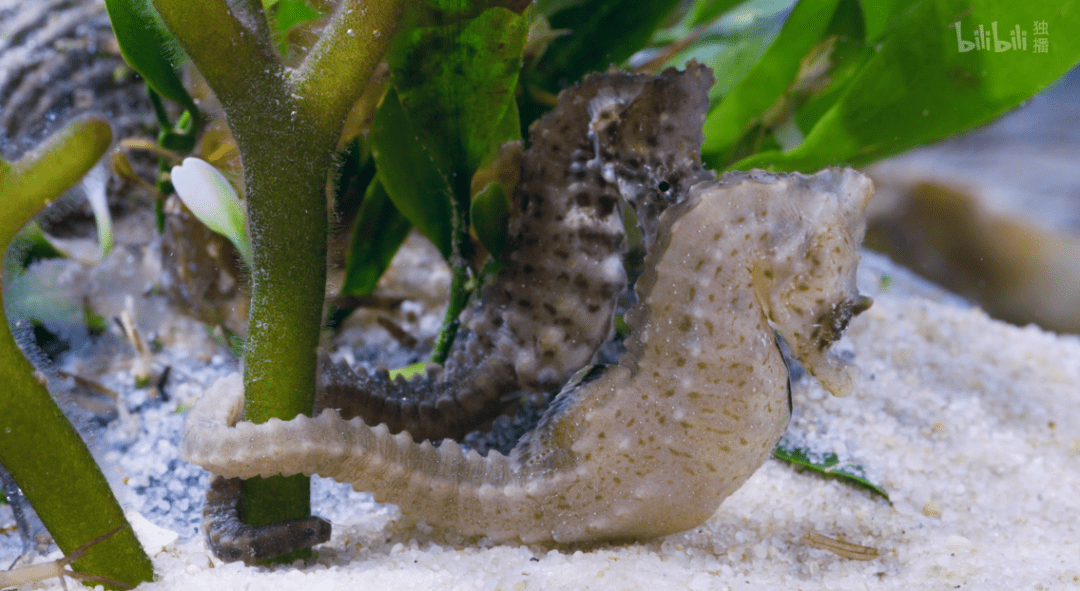 海马|这尺度不付费真能看？