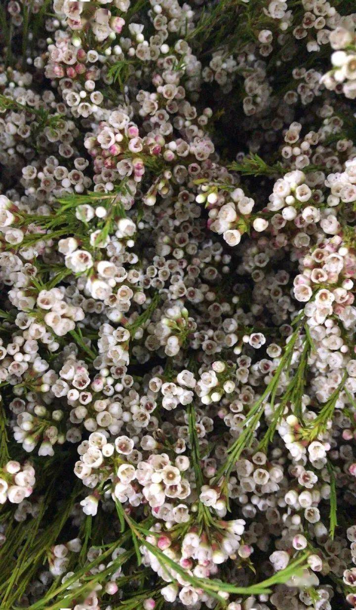 澳梅 | 拥有东方古典美_蜡花