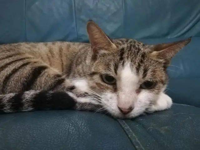 猫咪猫妈讨食被关了起来，结果3只小猫组队上门：快放了我妈妈！