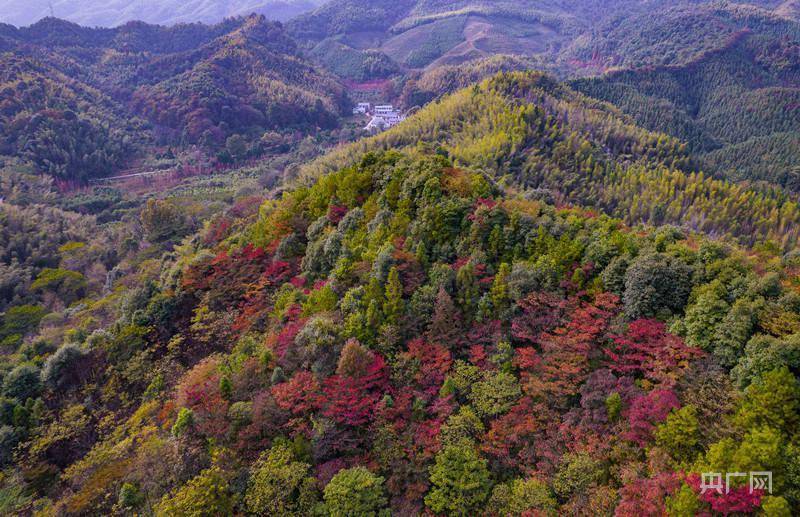 山野|初冬时节大岗山层林尽染 风光无限