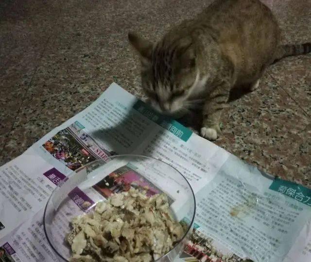 猫咪猫妈讨食被关了起来，结果3只小猫组队上门：快放了我妈妈！