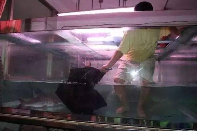 怎么用桶做鱼缸 eb62060bf5c246d79d31b54d5dcc8635.jpeg