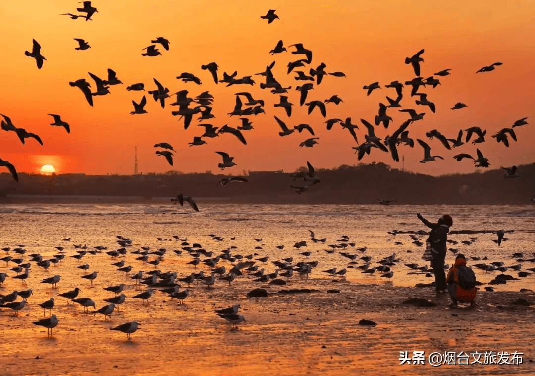 海鸥|葫芦里供的是八仙景，葫芦外追的是八仙境