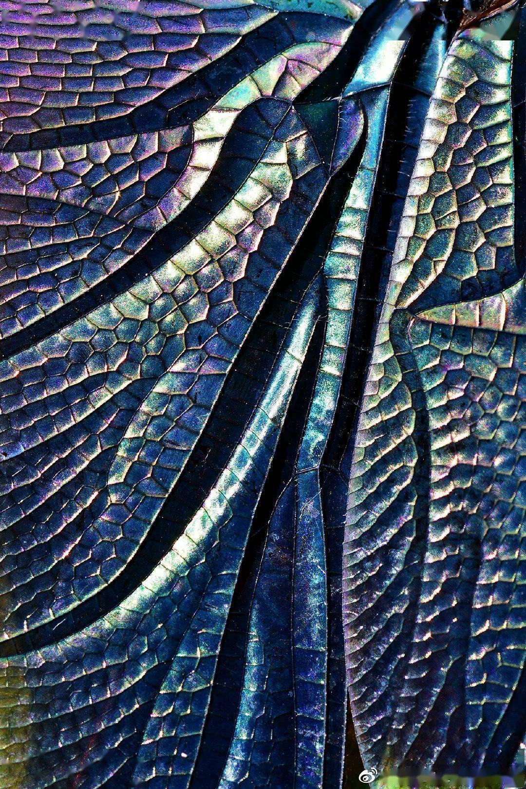 2021中国野生生物影像年赛摄影作品揭晓：感受生命力量