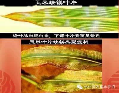 玉米11种缺素如何识别防治