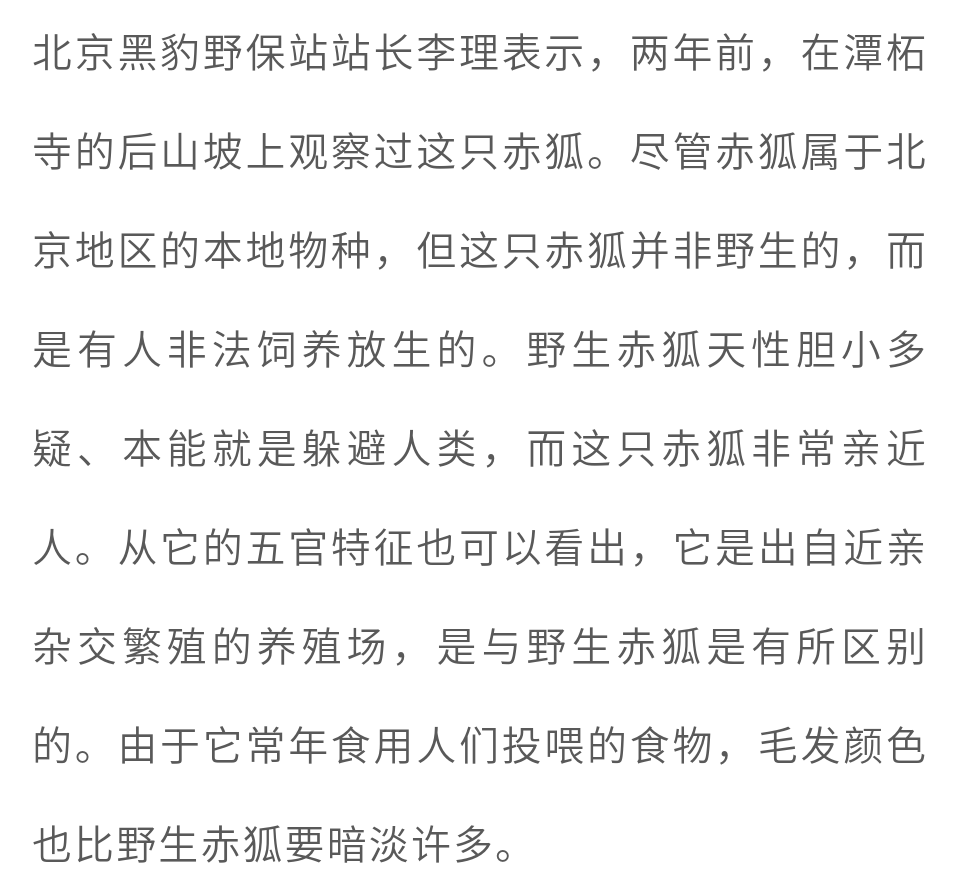 小狐狸频繁现身潭柘寺引游人投喂专家提示谨防被咬伤