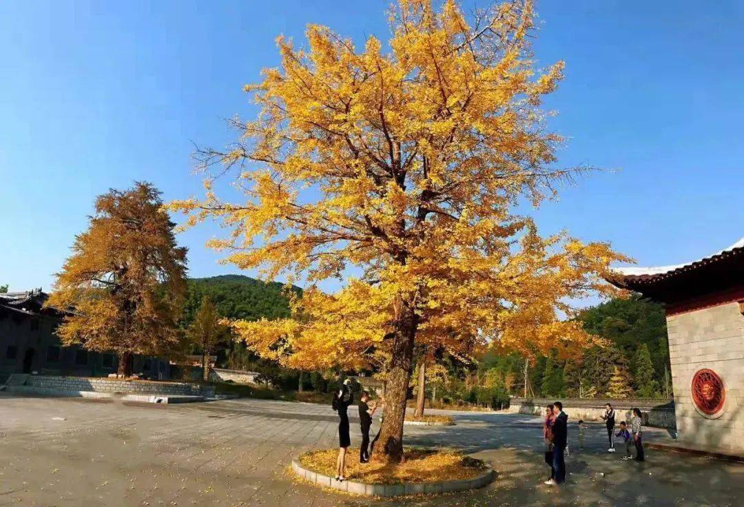 江西省九江市永修县地址:九江市永修县云居山真如禅寺各地的银杏树