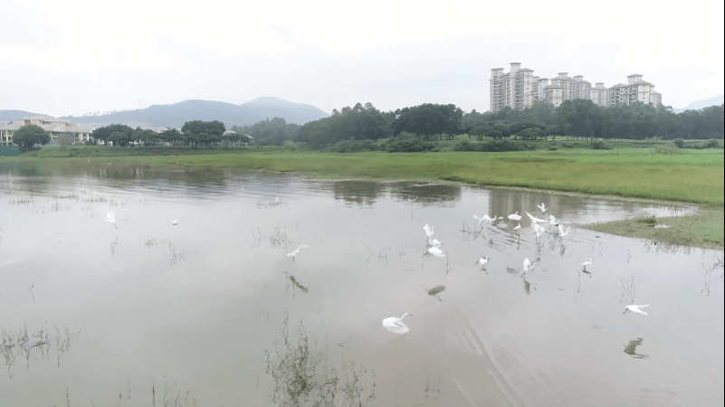 市民|期待！东莞厚街将投两千多万，为“最美湖畔”换“新装”