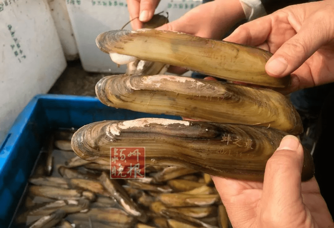 建设和管护水平有了进一步提升  标志着橄榄蛏蚌 这一极具地方特色和