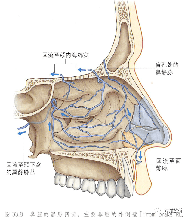 鼻后孔图片