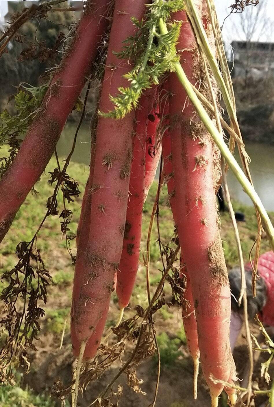 四川绵阳木龙观红萝卜参选"2021四川十大美食地标"在唐朝时就是供品
