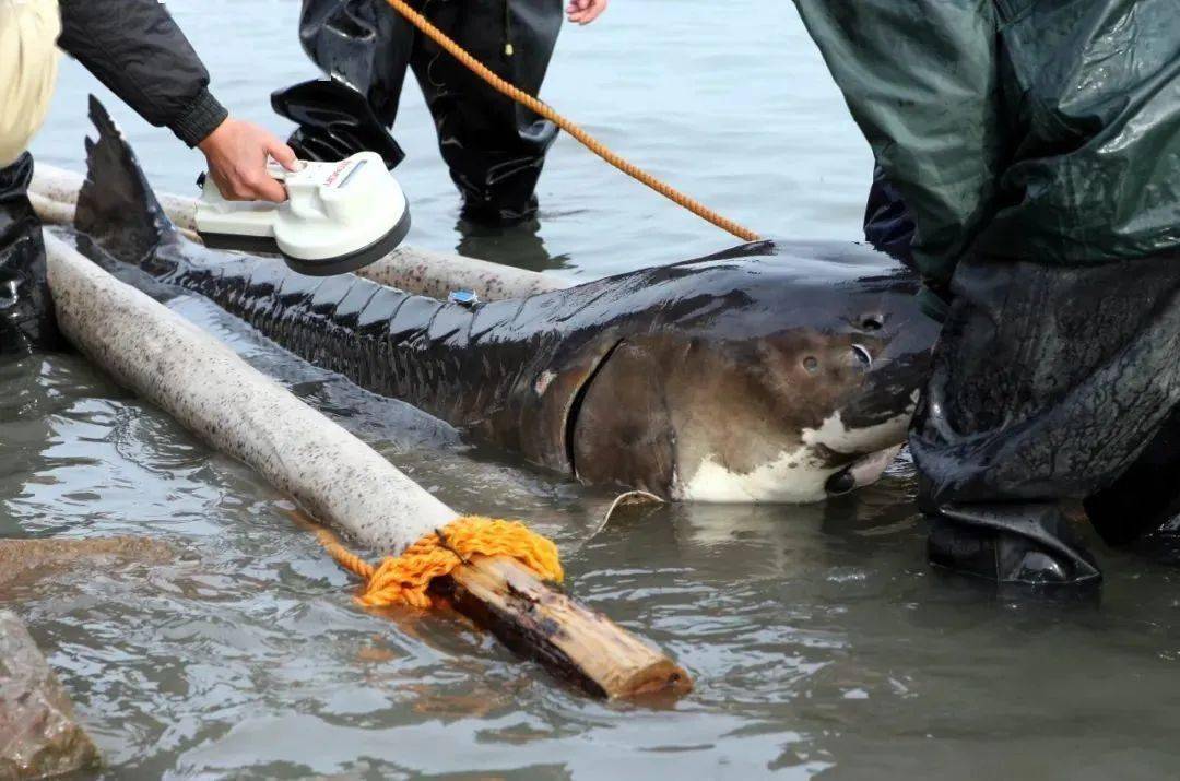 长江多次发现奇特的鲟鱼,不是长江鲟,也不是中华鲟,怎么来的?_杂交