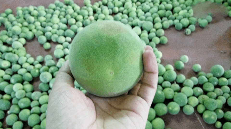 拍卖|严选 | 喉咙灭火器！一颗被拍卖3.8万元的“皇家圣品”化橘红，润喉好舒服