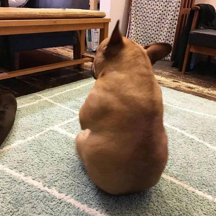 毛孩子哈士奇特别安静，铲屎官觉得不对劲就去瞄一下...瞬间血压飙升！