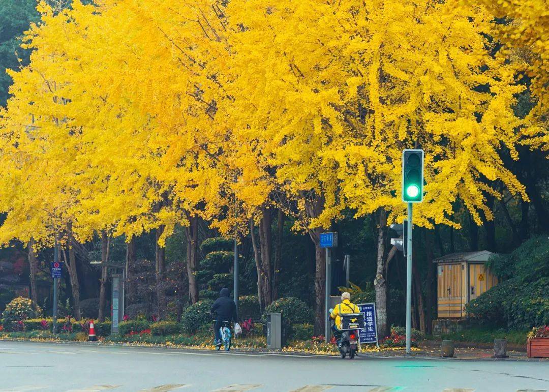 從來銀杏不負秋四川各地大街小巷一片片金黃太美了冷空氣又來襲近20個