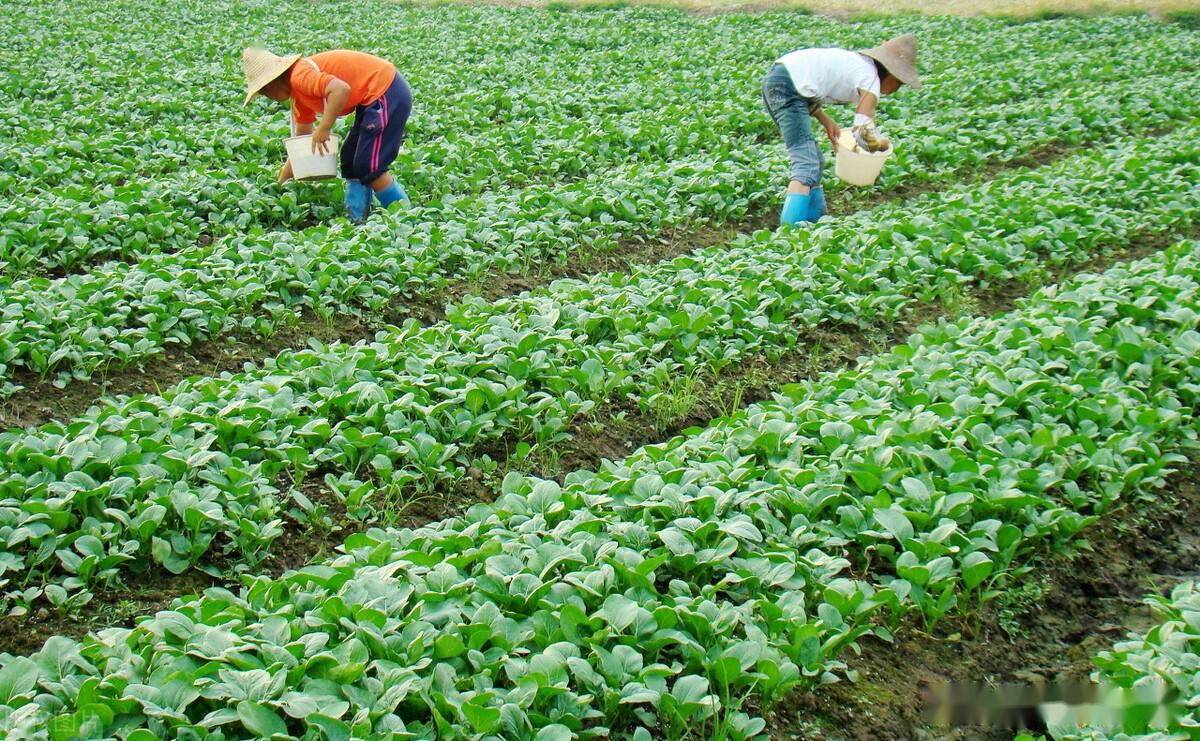 10分钟教会你掌握种菜的核心技术,长势和产量全靠这,太实用