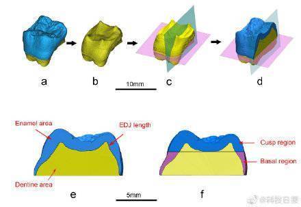 最新发现：禄丰古猿或面临季节性食物短缺