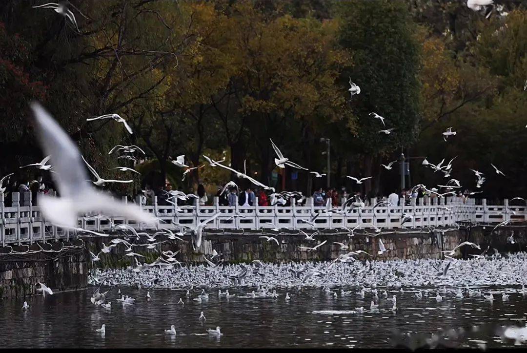 翠湖将有大变化!