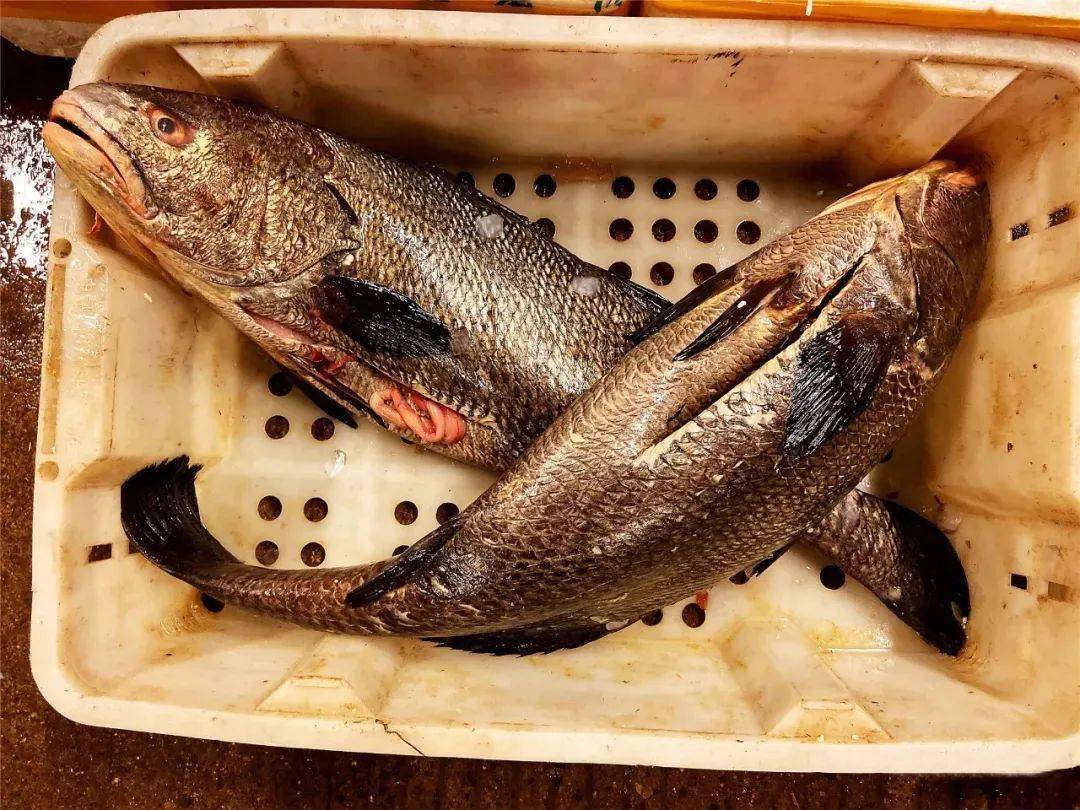 这些河海鲜,国内能全部认识的厨师估计不到10 人!_肉质