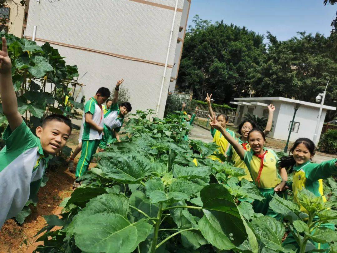 南村這兩個學校竟然在種菜學校小菜園助力勞動教育成為學生第二課堂