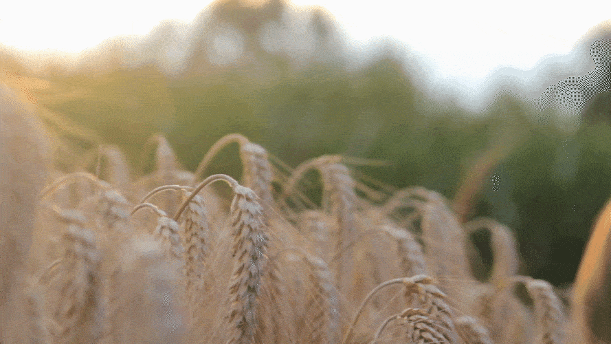 7万亩稻虾,8万亩碧根果,5万亩高粱,"六子工程"展现出"麦浪滚滚,稻花