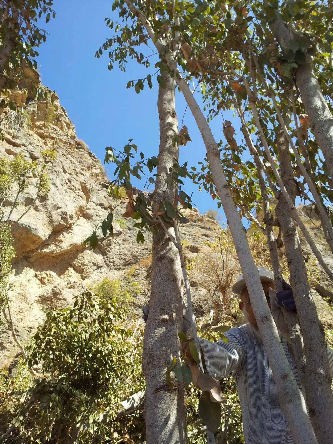 照片上的树叶就是鼎鼎大名的阿拉伯茶(catha edulis),又名恰特草