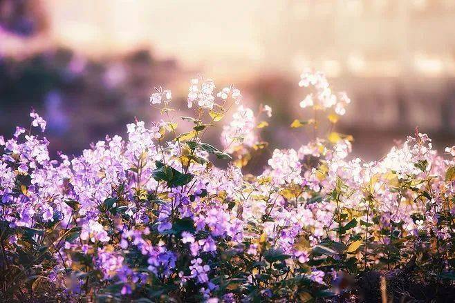 季羡林留德日记 | 不容我不做更大的梦(第510期)_sieg