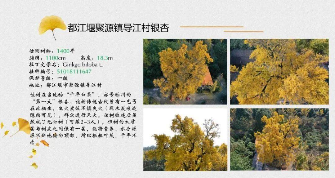 树王|公园城市观花指数来啦！腊梅、芙蓉、还有1900年“树王”......