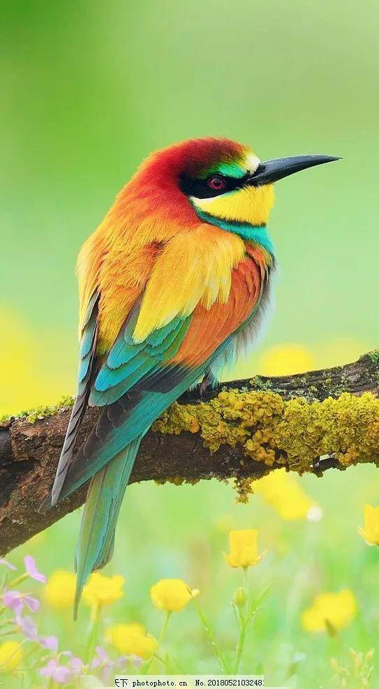 世界上最美的鸟 十种图片