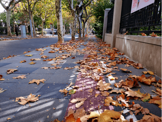 足不出沪,又想欣赏落叶景观? 快来普陀这5处,绝对出片