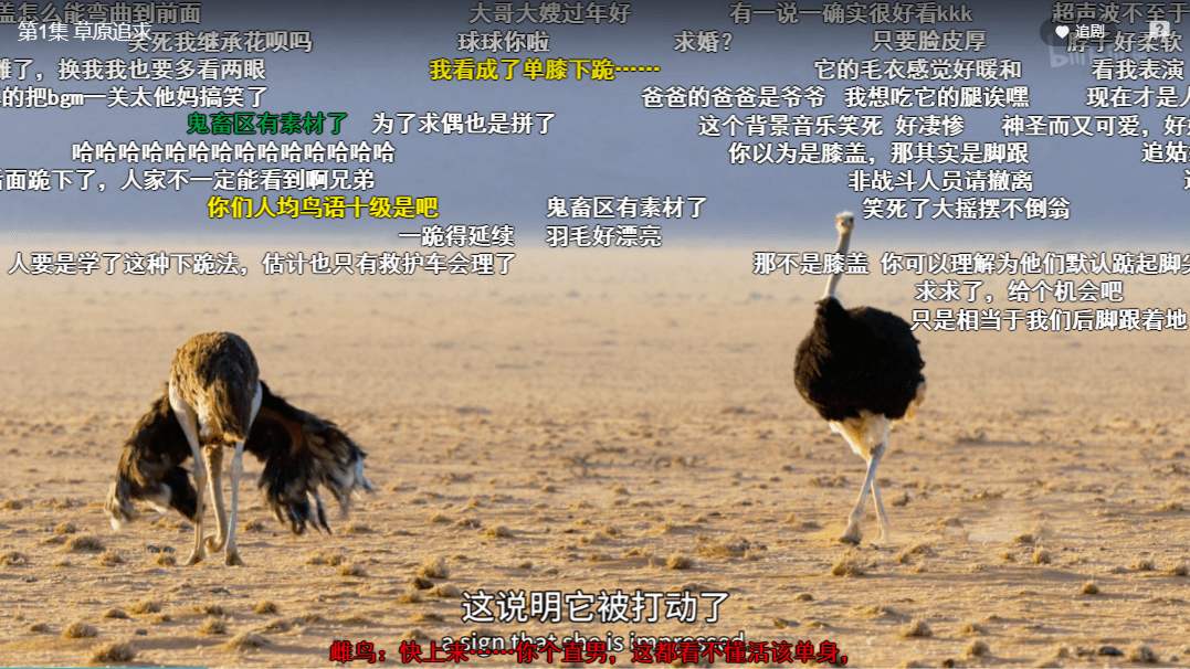 羽毛|豆瓣9.5，相亲节目已经卷成这样了