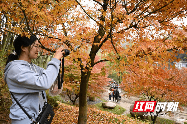 开发|湖南蓝山：峡谷红枫醉游人