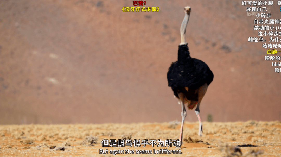 羽毛|豆瓣9.5,相亲节目已经卷成这样了