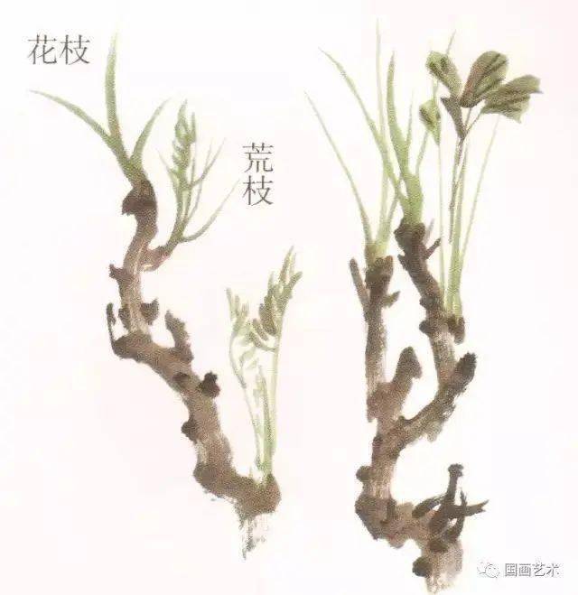 大家一起学学写意牡丹枝干的画法