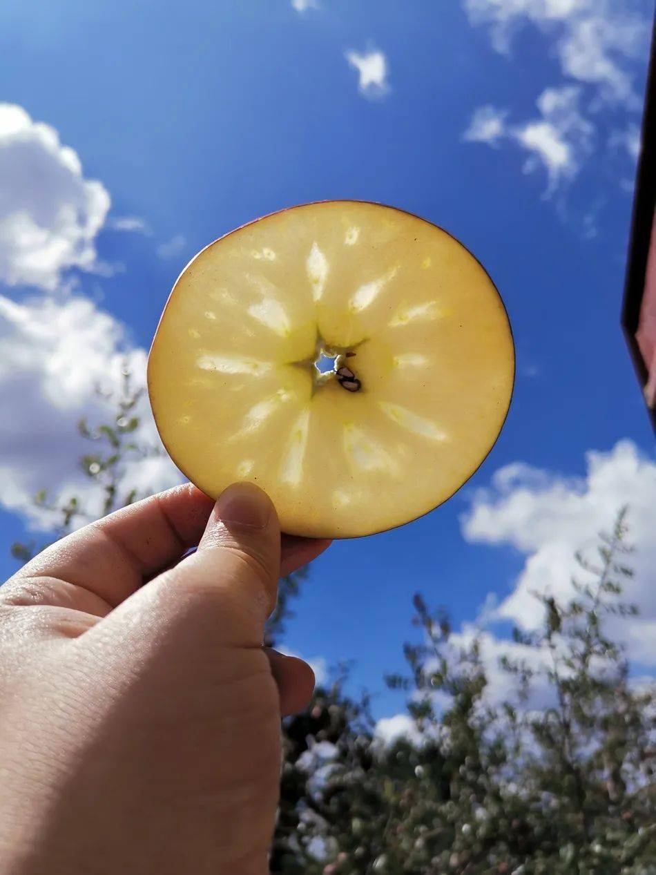 泸沽湖畔的苹果，丑到没朋友，甜到没对手