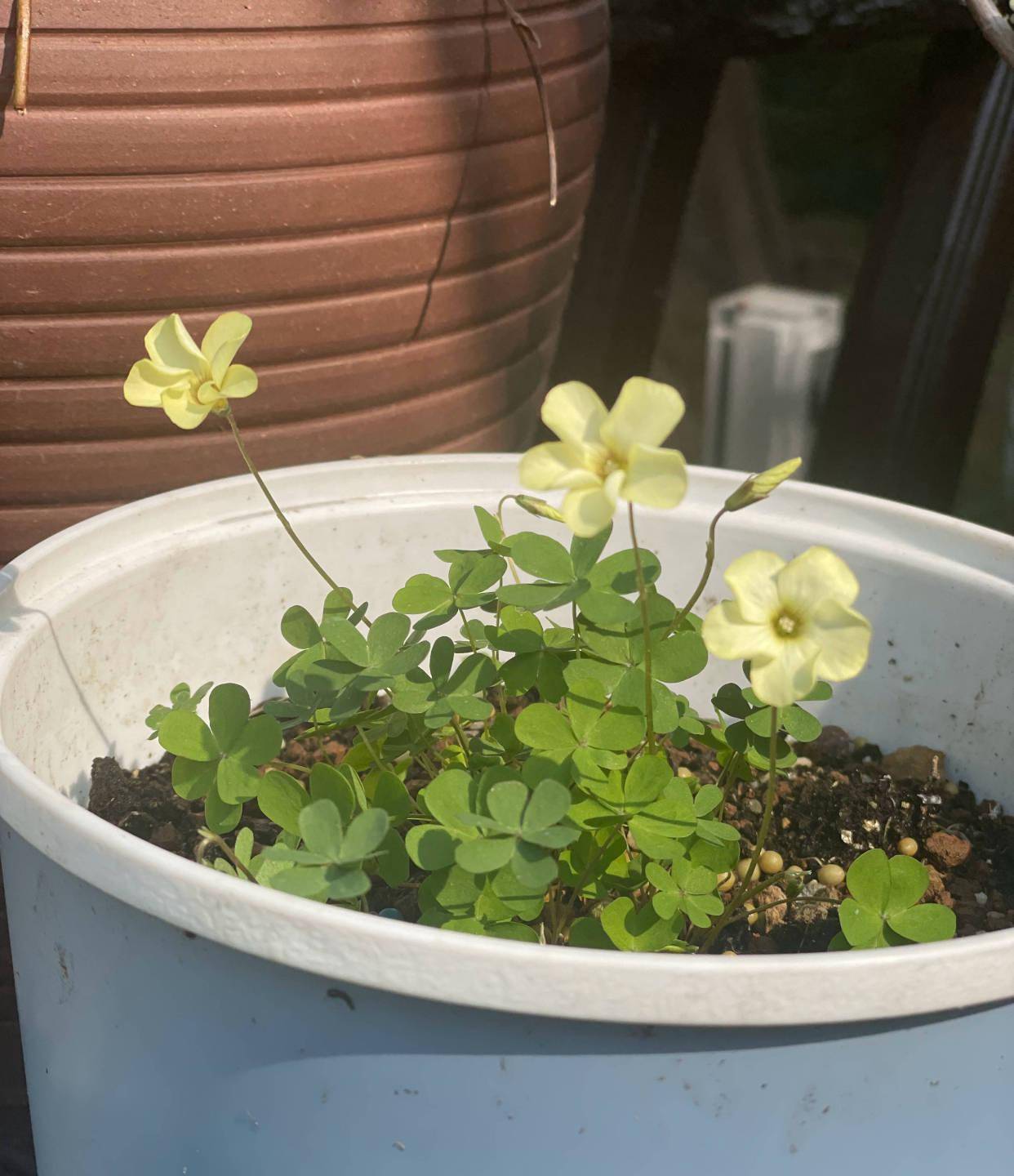 阳台种酢浆草,记住3点,一个小种球也能开爆花,漂亮闪亮_开花