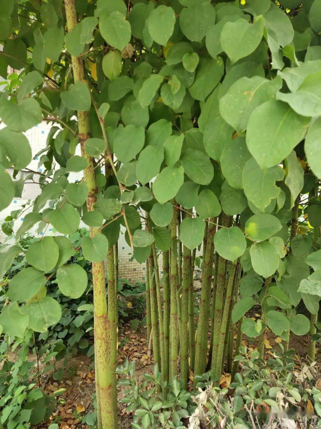 广州,湖北,河南…多地遭"恶魔之花"入侵,大家小心_植物