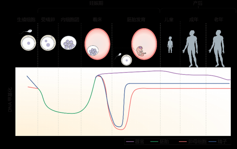 高低|“高低”搭配狙击早期癌症，这两项研究成为高价值专利