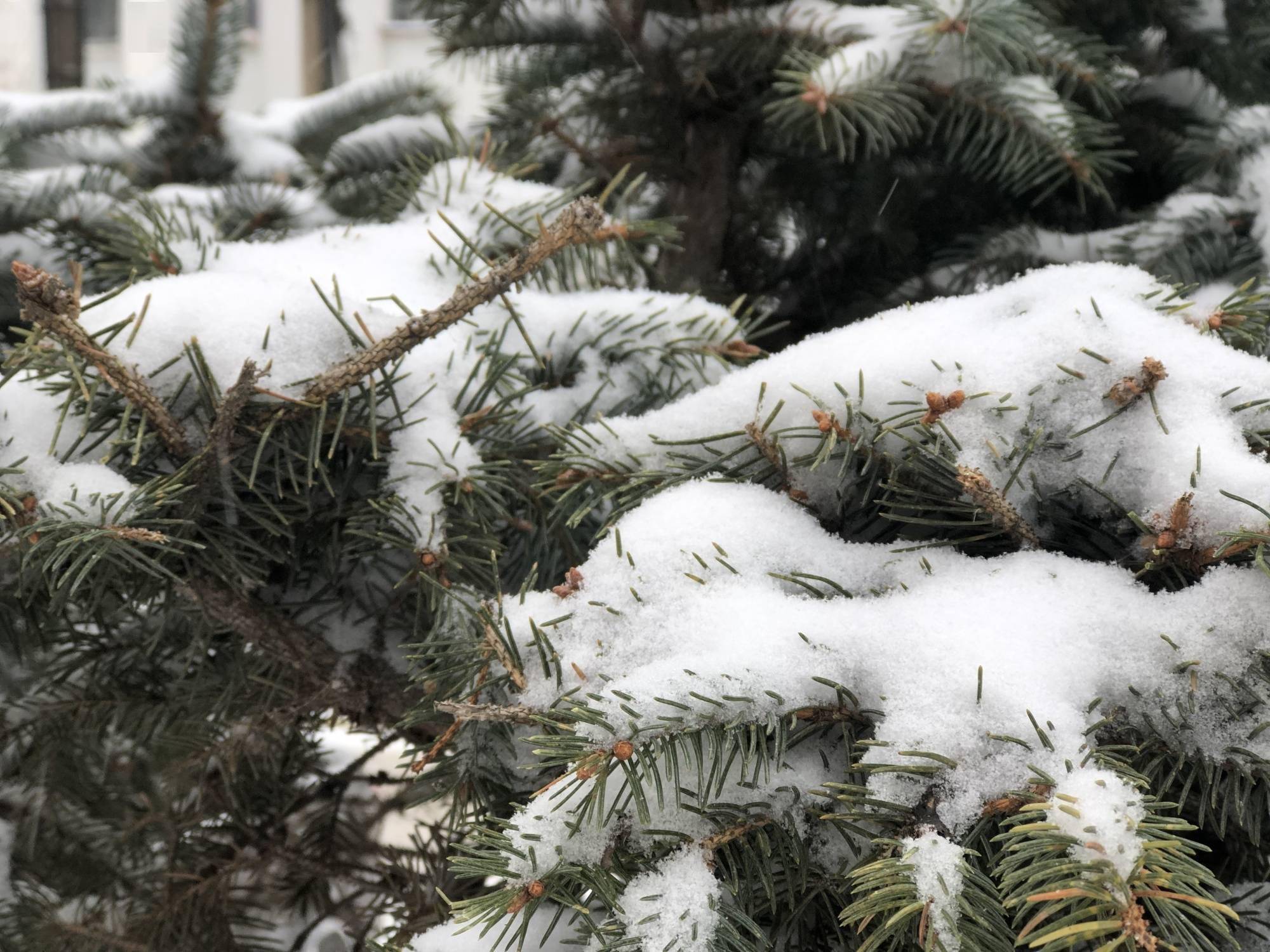 从天而降的雪花给树木图片