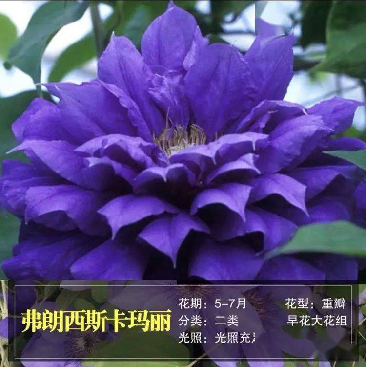 100款铁线莲品种大赏| 60个品种任选,许你一面最美的花墙!