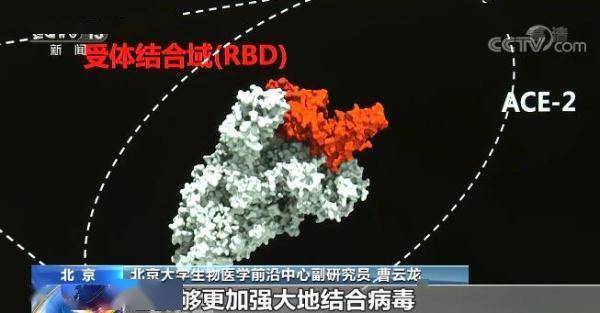 受体|我国新冠病毒中和抗体药物已应用于临床 患者使用后效果明显