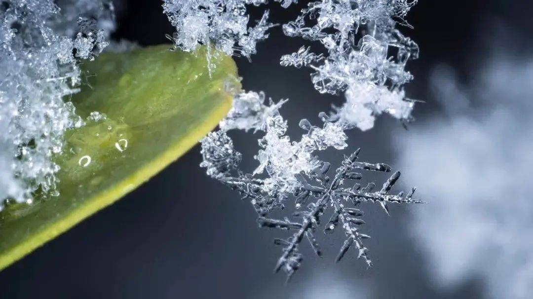 冷空气|小雪：花雪随风不厌看，又是一年小雪时