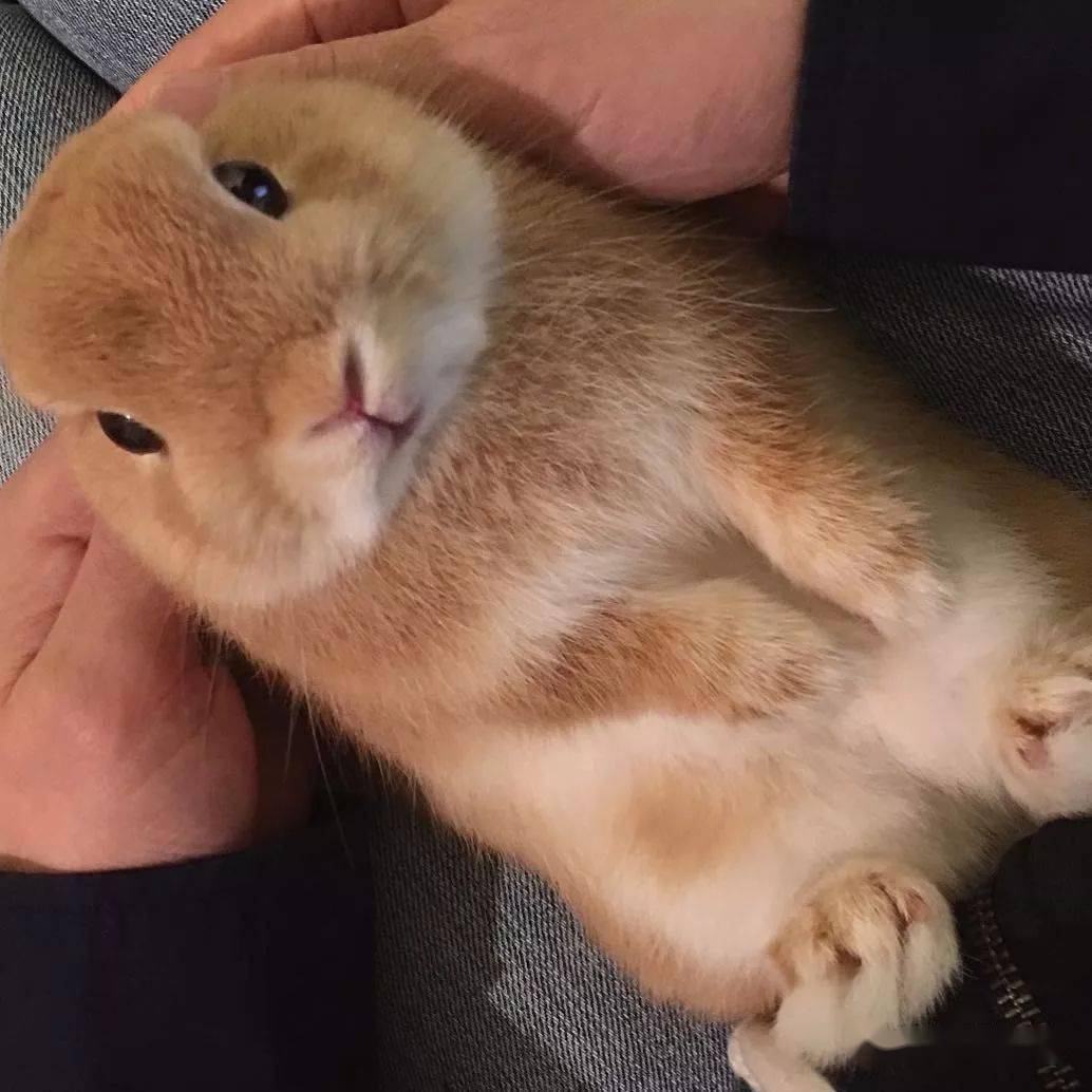 兔爪里的小秘密你知道吗