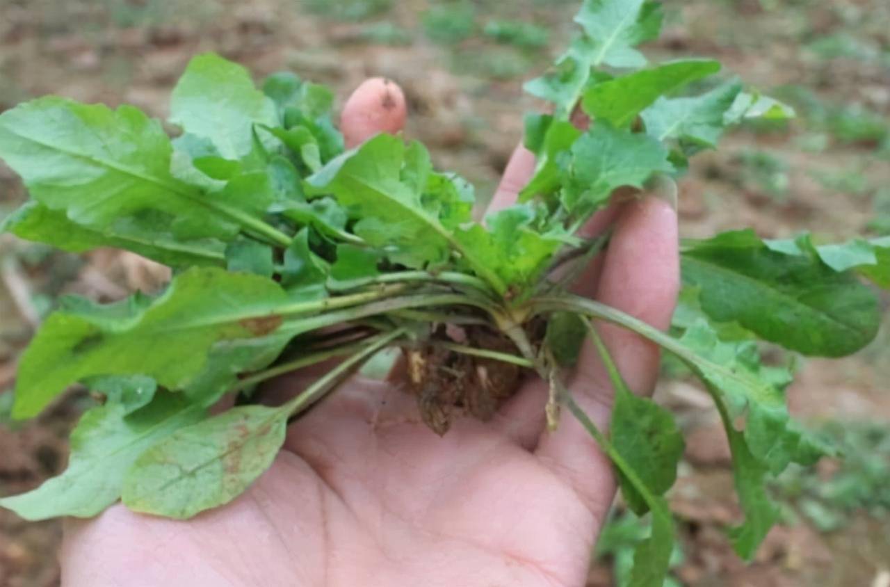 農村的田間地頭上常見又能吃的七種野菜,你都吃過哪幾種?_薺菜