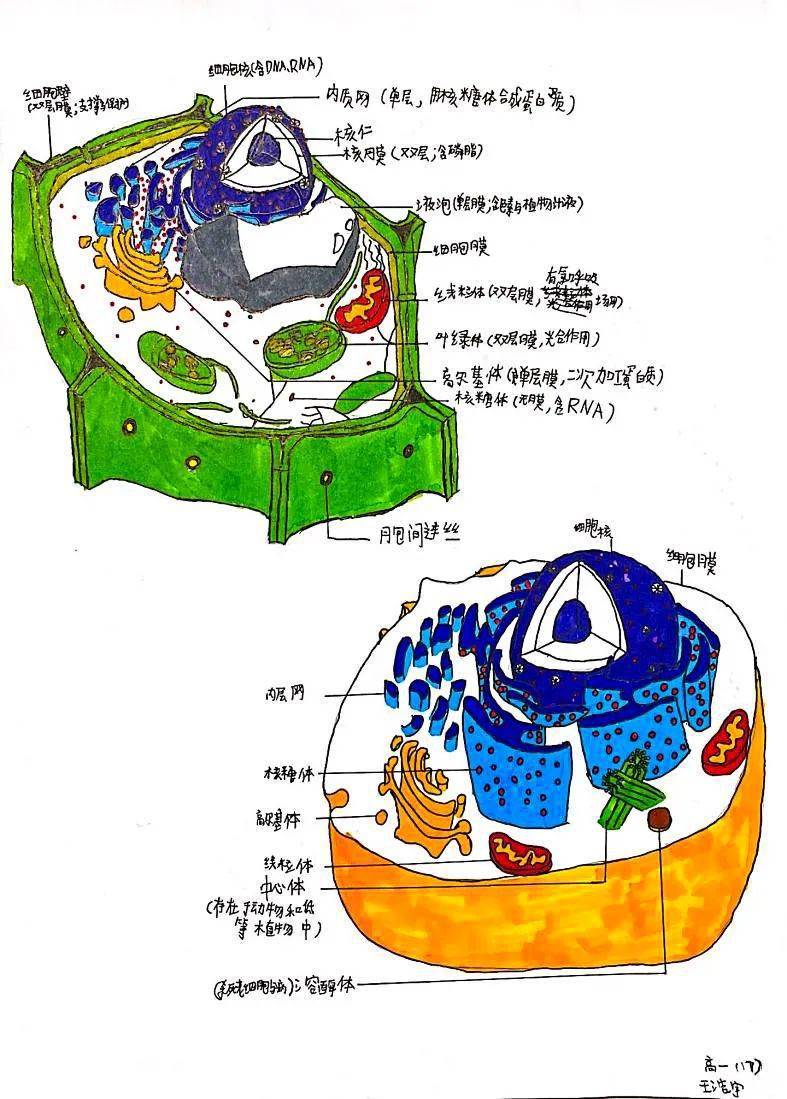 高中生物绘图作品图片