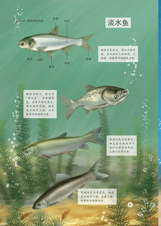 草鱼的身体结构示意图图片