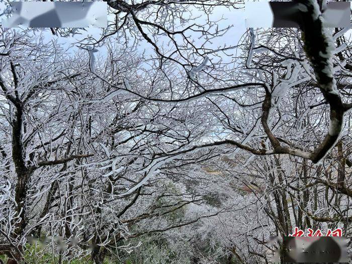 桂北高寒山区寒潮下树木一夜“白头”